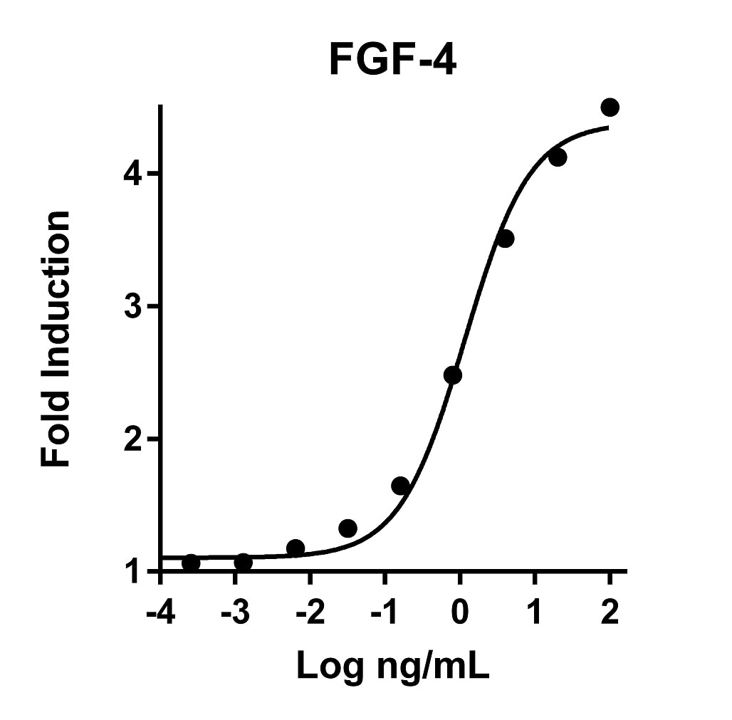 Recombinant Human FGF-4 Graph
